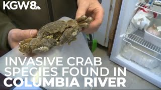 Invasive crab species found in Columbia River for the first time