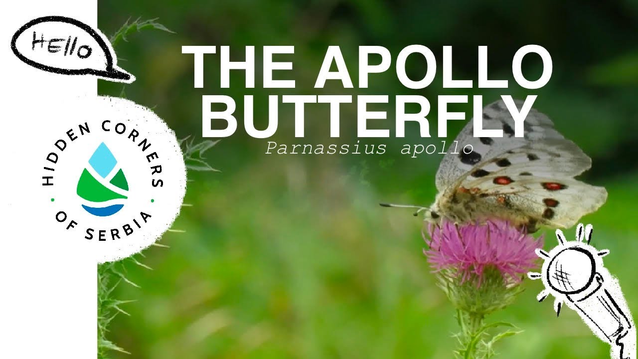 Wild Interviews | S2 E1 | The Apollo Butterfly