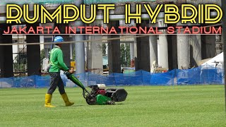 Rumput HYBRID KELAS DUNIA JAKARTA INTERNATINAL STADIUM {JIS} Sudah mulai MENGHIJAU