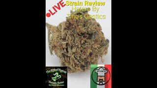 Live Strain Review Haters By Tino's Genetics Grown by Mad Wolf