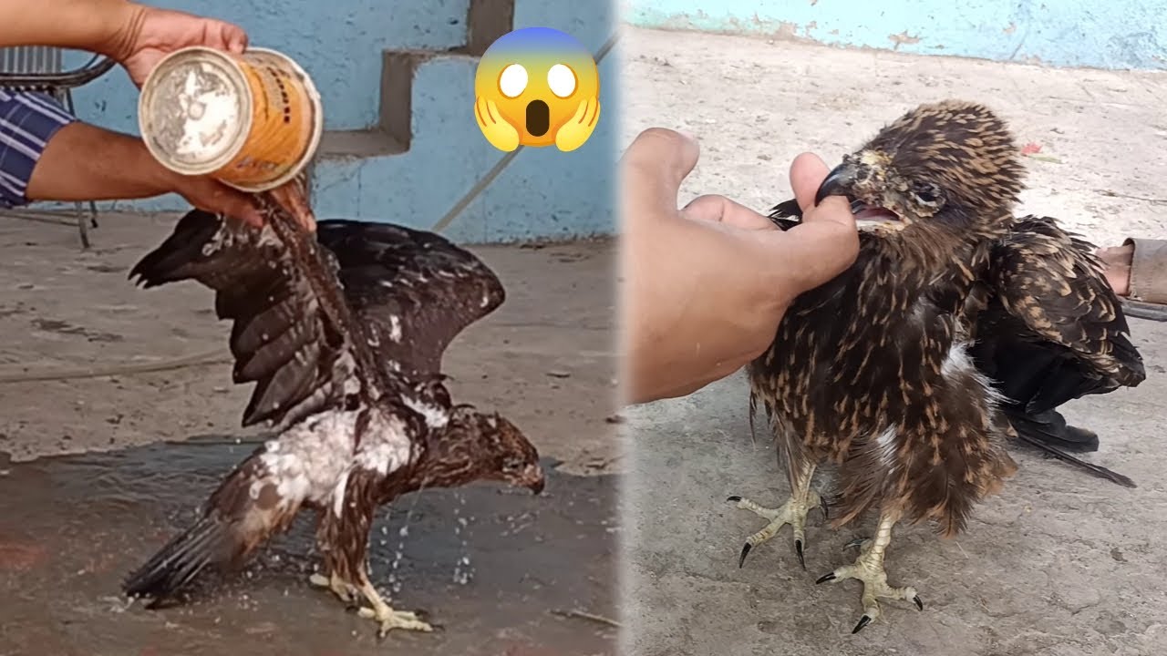 Eagle Ko Nahlata Howa Aisa Kya Ho Gaya - Eagle Na Bite Kr Di - 3mbvlogs