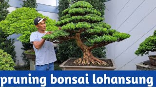 Pruning Bonsai Lohansung Mawar Xl