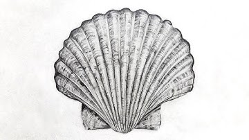 How to draw a seashell with pencil step by step | Texture Drawing