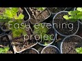 Easy Plant Propagation from Cuttings! | Uppotting Gooseberries, Currants &amp; Hollyhocks 🌱