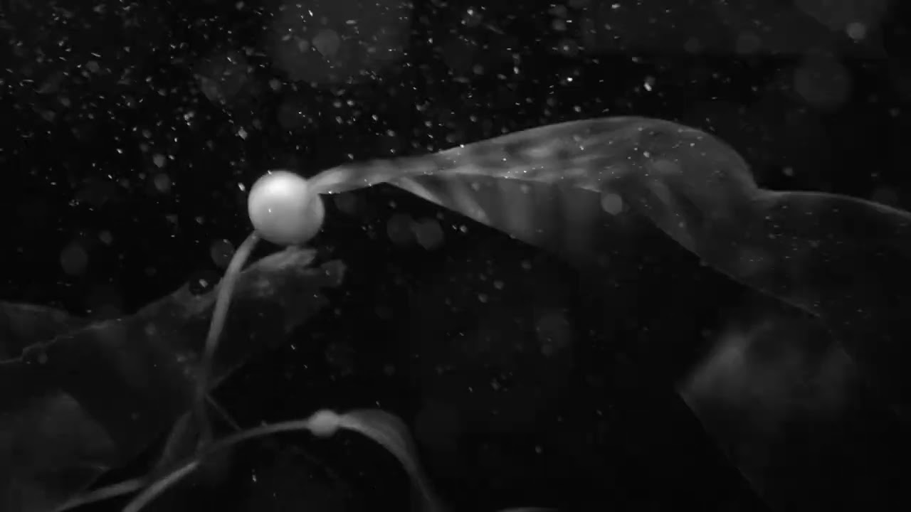 Aquarium of the Pacific saving sunflower sea stars one at a time