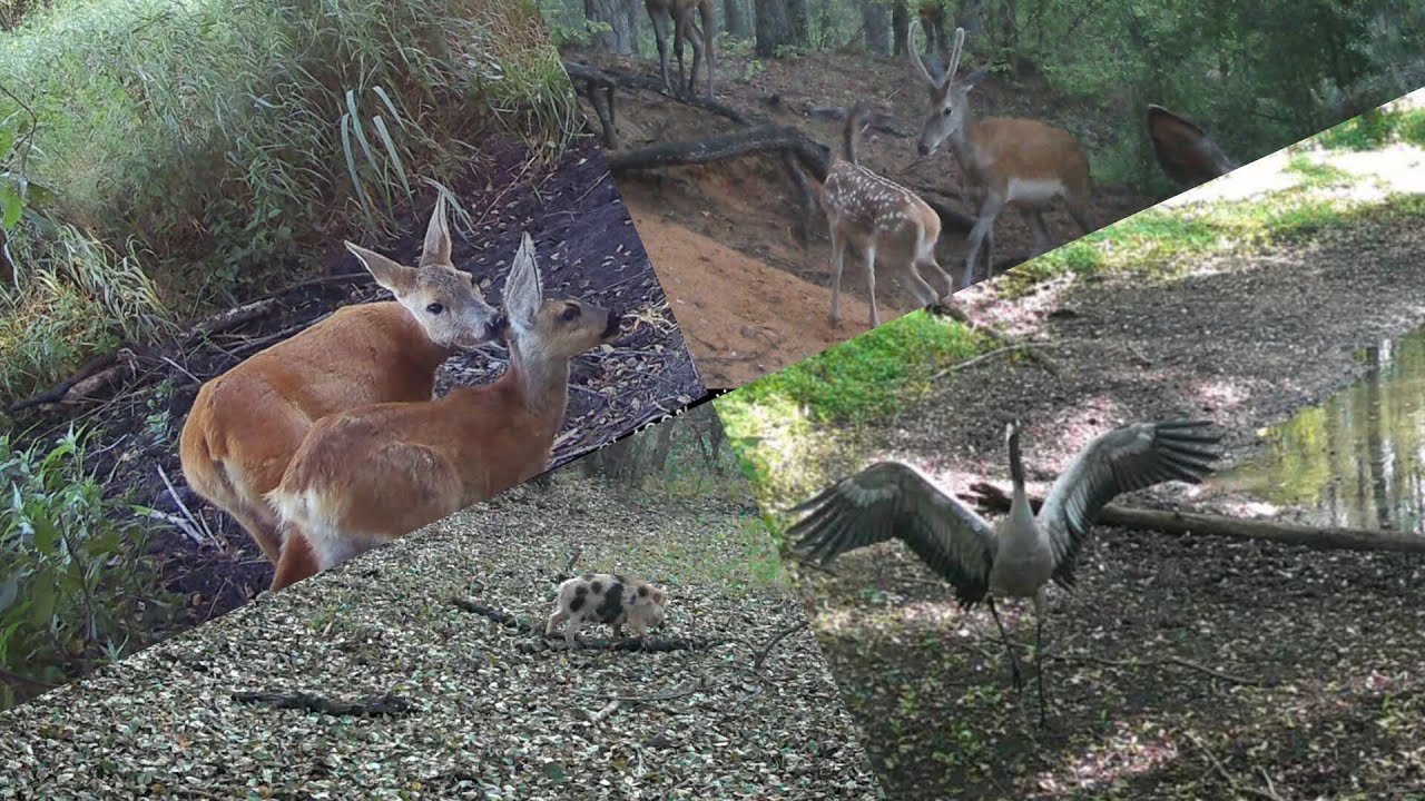 Podsumowanie roku 2025 Okiem fotopułapki - Summary of 2025 Through the Eyes of a Camera Trap🌳🌲