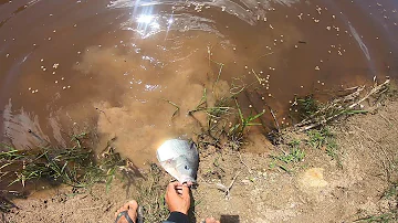 Como fazer massinha para pescar tilápia com ração de cachorro?