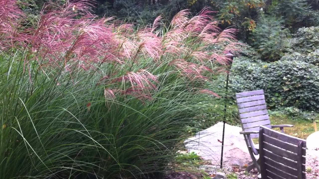 在 YouTube 上觀看「2012-10-06 Fall Grasses」 在 YouTube 上觀看「2012-10-06 Fall Grasses」