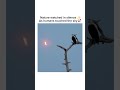 Bald Eagle Watches the Artemis Rocket Launch 🤯