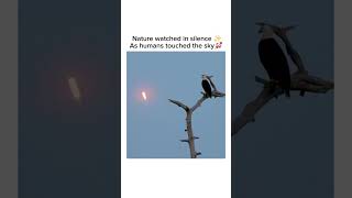 Bald Eagle Watches the Artemis Rocket Launch 🤯