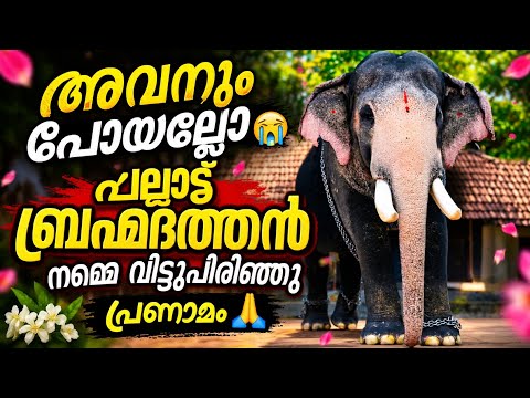 അവനും പോയല്ലോ😢 പല്ലാട്ട് ബ്രഹ്മദത്തൻ ചരിഞ്ഞു 😢പ്രണാമം | Pallattu Brahmadathan | elephant death