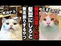横浜流星くんカットにしてほしいと無茶振りする迷惑客【コント】 【猫アニメ】