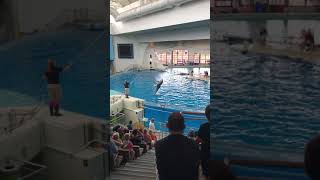 Dolphin Show Baltimore Aquarium