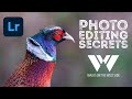 The secrets of my photo editing in Lightroom - how I edit wildlife photos