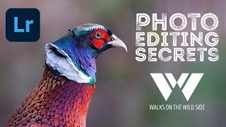 The secrets of my photo editing in Lightroom  how I edit wildlife photos