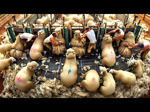 1,27 Billion Sheep Are Raised And Sheared By Farmers This Way - Sheep Farming