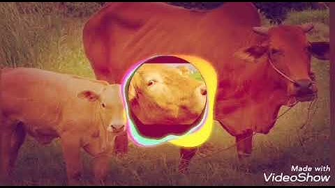 Nhạc chế (Đi chăn bò cầm cây roi thật to)