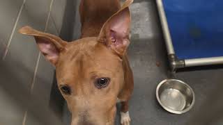 Acs A817660