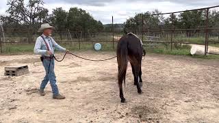 Halter driving a two yearold inexperienced colt.