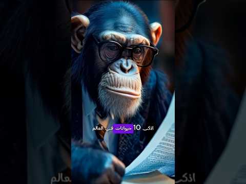 اذكي 10 حيوانات في العالم