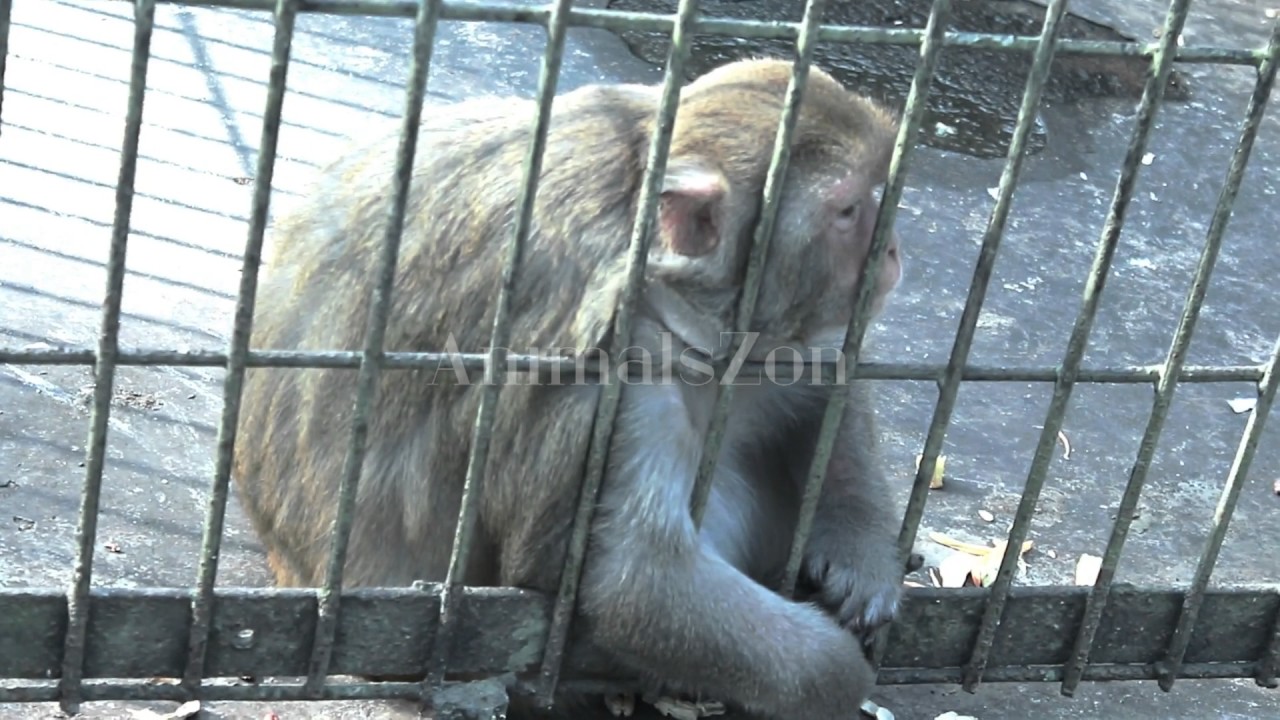 Baby monkeys playing_TRY NOT TO LAUGH or GRIN Funny Monkeys Compilation ...