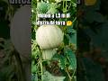 il #melone a 1,5 m da terra #agricoltura