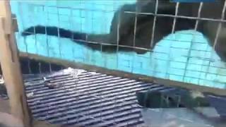 Jabatan Perhilitan rampas kongkang dan musang