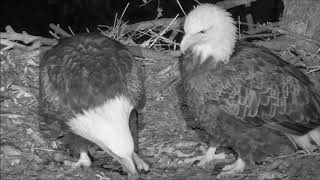 Decorah Eagles North- The North's Together On The Nest