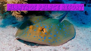 Albatros Palace Resort, подводный мир отеля. Скат возле самого понтона,ЧЕРЕПАХА и другие обитатели.