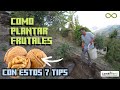 APRENDE A TRASPLANTAR ARBOLES FRUTALES con estos 7 TIPS fácil #parati #blackwalnut #nogal #ecuador