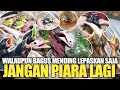 ANDAIKATA NEMU BANYAK BURUNG ANAKAN/LOLOHAN SEPERTI INI LEBIH BAIK DI LEPASKAN SAJA MESKIPUN BAGUS