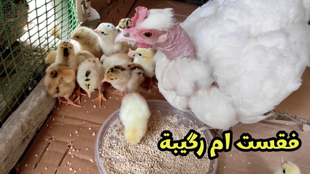 ام رقيبة فقست 🐣 استقبال الكتاكيت + اسئلة المتابعين
