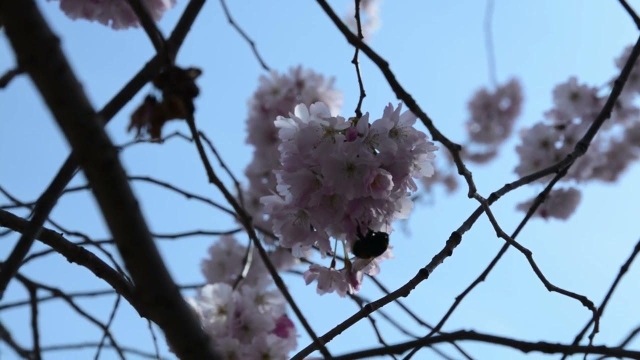 Kirschblütenbaum in Magdeburg