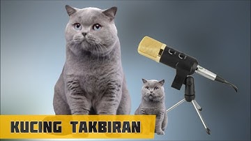 Subhanalloh !! Kucing British Short Hair Takbiran Idul Adha Merdu Banget