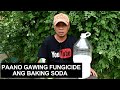 Paano gawing homemade fungicide ang baking soda para sa ating mga halaman