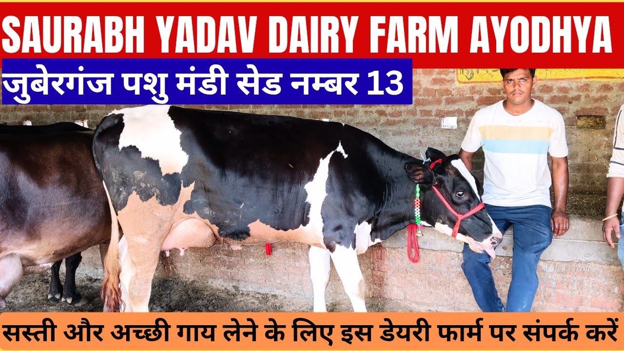 जुबेरगंज पशु मंडी सेड नम्बर 13 से,Saurabh Yadav Dairy Farm sohawal Ayodhya UP