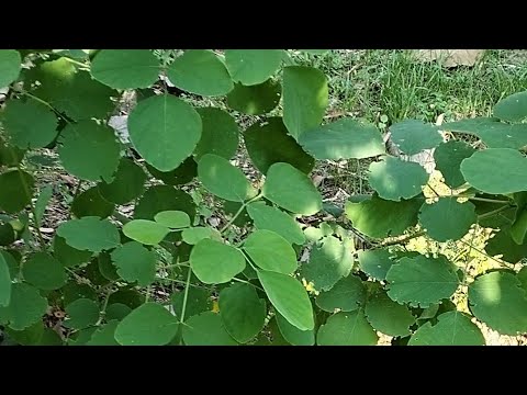 Putar Legum Pembrontak - Diabolical