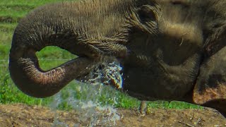 The Incredible Work of Elephant Rescue Teams: Saving Lives Every Day  大象救援队不可思议的工作：每天都在拯救生 by The Wild Tube 828 views 1 year ago 8 minutes, 34 seconds