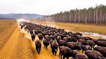 They Released 57 Bison Into a Dead Forest… What Grew Back Shocked Scientists!