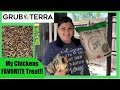 GrubTerra Review // The PERFECT Healthy Supplement Chickens LOVE!!