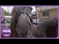 A look at the Royal carriage ponies ahead of funeral