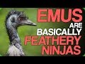 Emus Are Basically Feathery Ninjas (Levelled Up and Hybrid Animals)