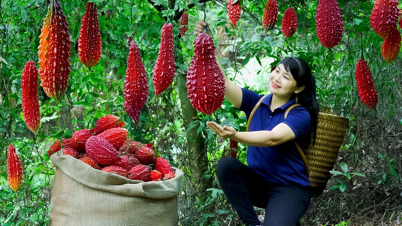 Harvest Red bitter melon, goes to the market to sell - Harvesting and Cooking |Tieu Vy Real Life
