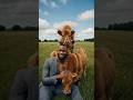 They don't see me as human anymore... 🐮 (AI Generated) #shorts #aivideo #viral #trending #animals