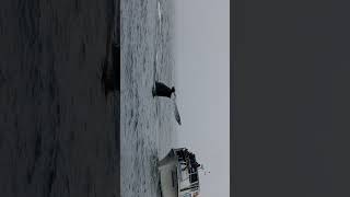 Humpback Whale Dancing Around Boat