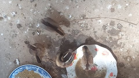 Gà rừng rặc con mới bắt về nên cho ăn gì và nuôi ở đâu?