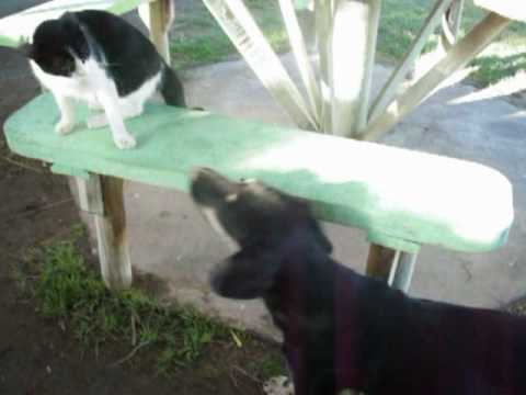 gato peleando con perro HQ - YouTube