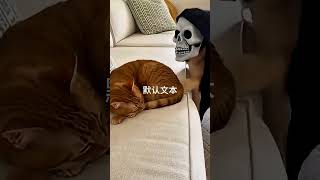 Chihuahua in a scary mask pranks the dog &amp; cat — their reactions are unhinged #chihuahua #funnycats