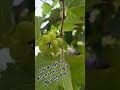 🍇🍇🍇🍇🍇 பழம் பார்க்கலாமா 🥰 #grapes #shortsvideo #jdvlogs #shorts #fruits #fruitsvideo #grapesplant