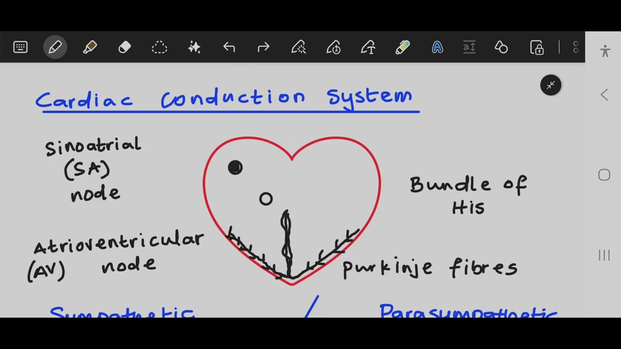 Cardiovascular System (AQA A-Level PE) | Super PE Online